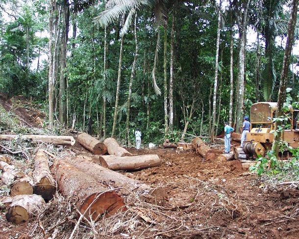 Large tree trunks lying in bulldozed mud cut from forest, visible behind