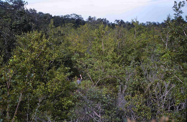 Same site, now densely filled with young trees about 7 m tall