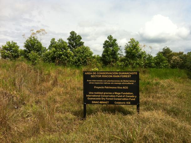 Botarrama restoration plantation