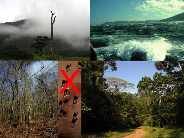 an overview of the rainforest ecosystem an overview of the rainforest ecosystem