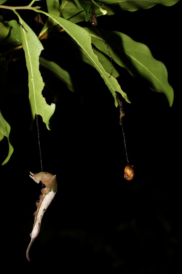 Branch with shiny stiff Ocotea leaves, and hanging from the eaten tip of one leaf is a large caterpillar, and from another leaf a round cocoon.