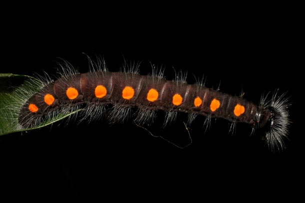 Strikingly colored mountain caterpillar, dark brown body with bright orange spots