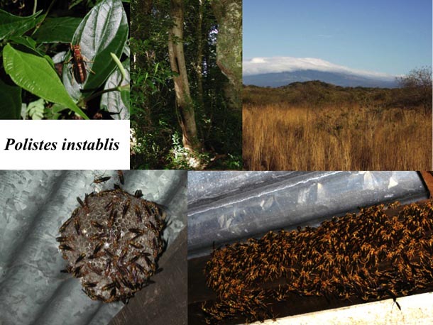 Composite of photographs showing the lowland wasp Polistes instabilis spending the hot dry season in cool mountain forests