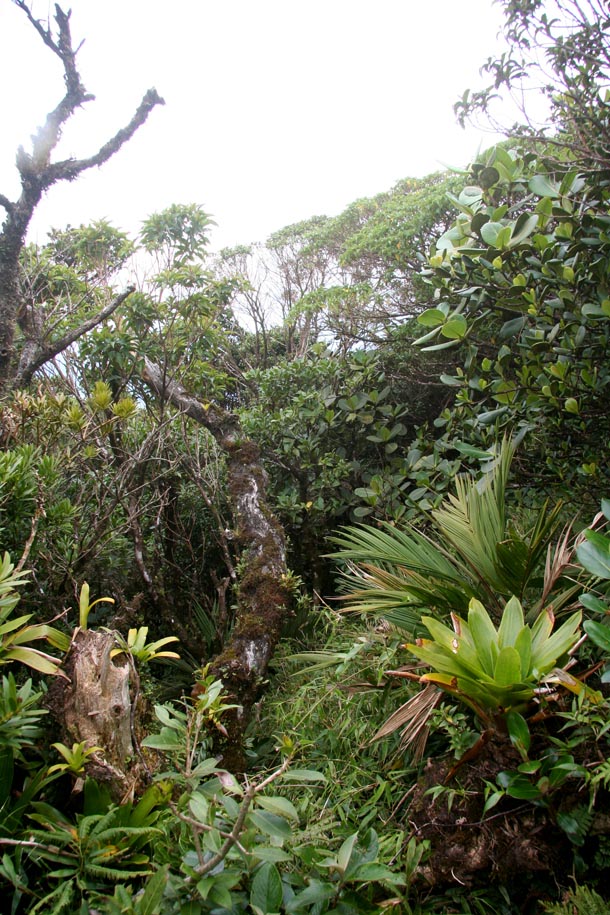 View from high on ridge top of Volcan Cacao, looking out on forest and distant lowlands