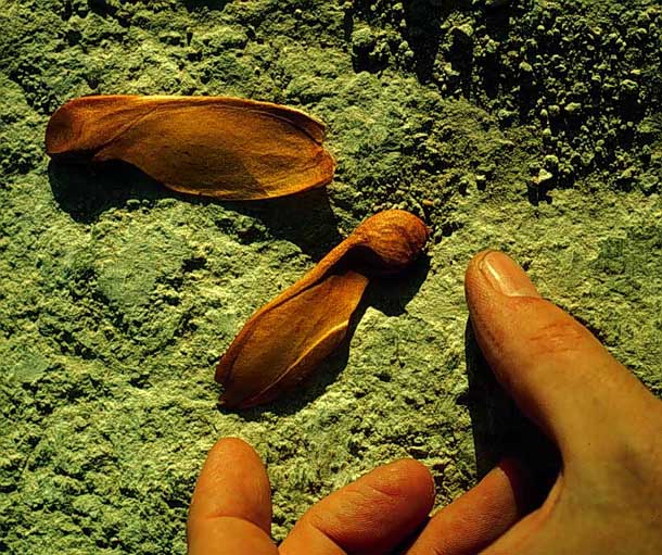 2 large brown woody winged seeds with hand for scale