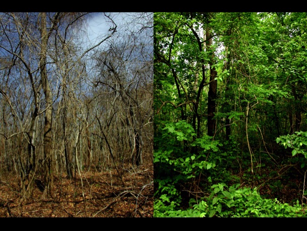 A deciduous dry forest site bare of leaves in the dry season, and the same site hidden in leafy green in the rainy season