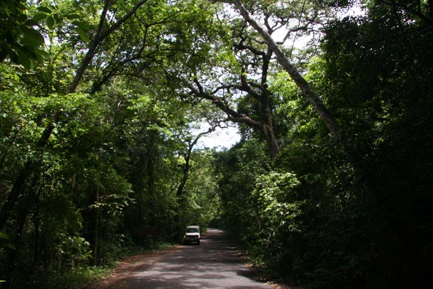 Tall forest trees arching over a narrow road with a car on road for scale