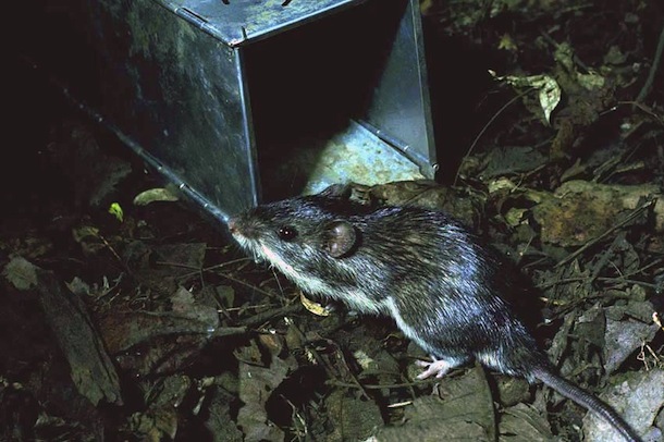 Large male mouse inspecting open trap at night.