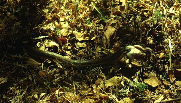 Rear-fanged snake running with half-swallowed mouse.