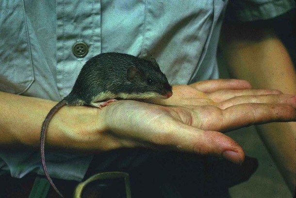 Wild mouse sitting peacefully in hand.