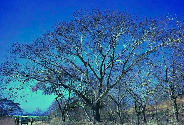 Tall spreading guanacaste tree, with car for scale.