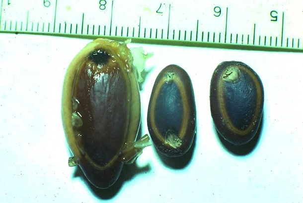 3 guanacaste seeds with notches cut by mice; two are hard and dry and one swollen and germinating.