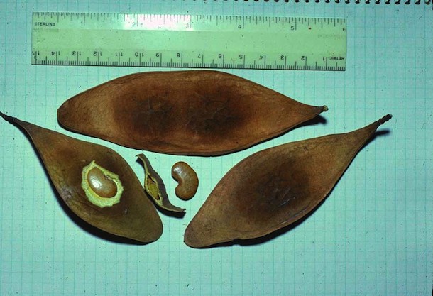 Flat lightweight seed pods of Lonchocarpus and seeds.