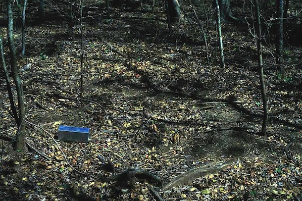 A Sherman live-trap on dry forest floor, to be baited and set at night.