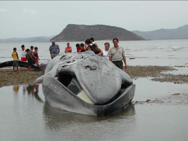 Large humpback whale dead on beach being experienced by a teacher and school children