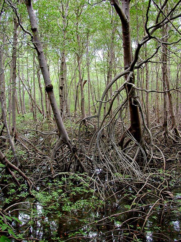 Mangrove swamp, many trees with stilt roots