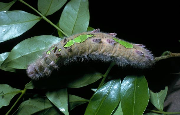 Garish hairy caterpillar of butterfly Morpho catalina