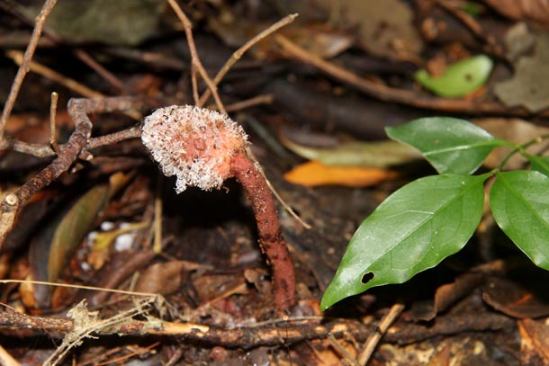 Strange balanophore flower growing out of rainforest soil