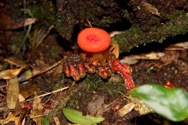 Transparent jelly-like substance with red core at base of orange-red mushroom