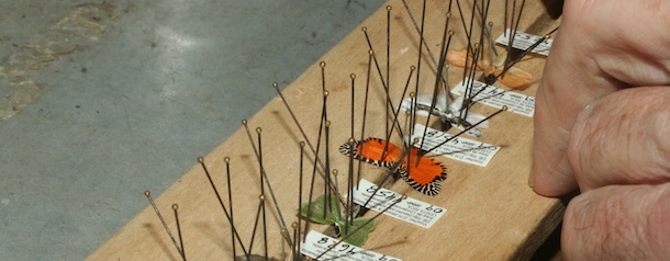 Moths and butterflies in preparation on a spreading board, wings held down by paper and pins, each specimen with its unique paper label.