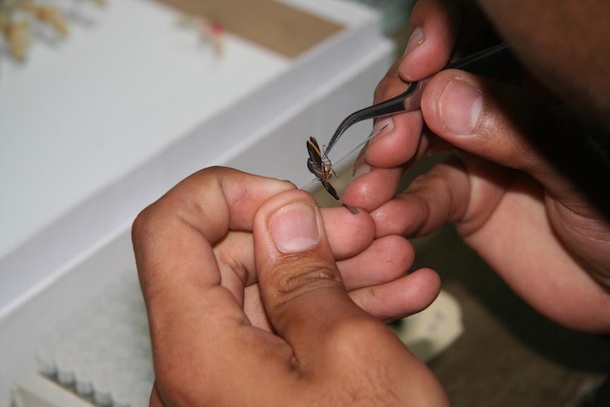 A closeup of hands delicately removing a leg fro a pinned moth.