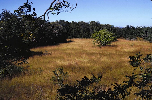 Open area of golden African pasture grass before effective fire control