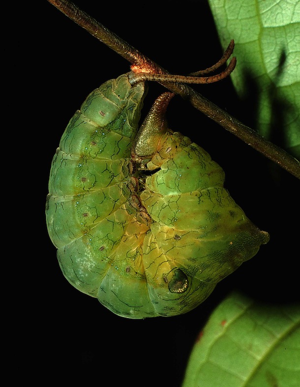 Green caterpillar with horns on its head and eyespots is hanging from a twig and curled up. 