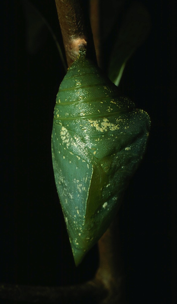 Closeup of a bright green chrysalis, that is, a butterfly pupa, hanging from a small pad of silk on a twig.