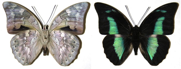 Archaeoprepona pinned butterfly, underside to the left and topside on the right.