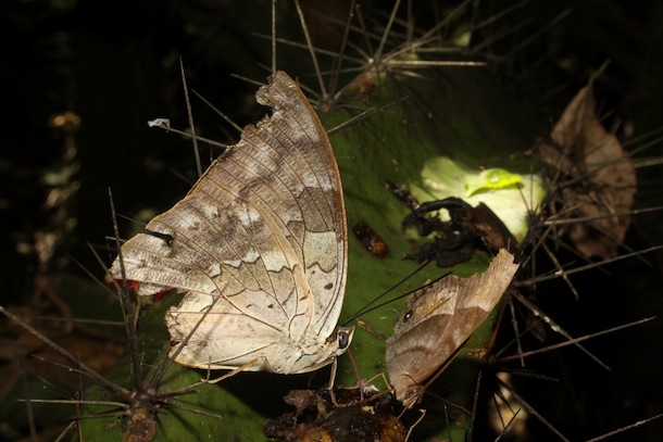 A tattered and worn Archaeoprepona adult feeding with its long tongue on rotten fruit bits.