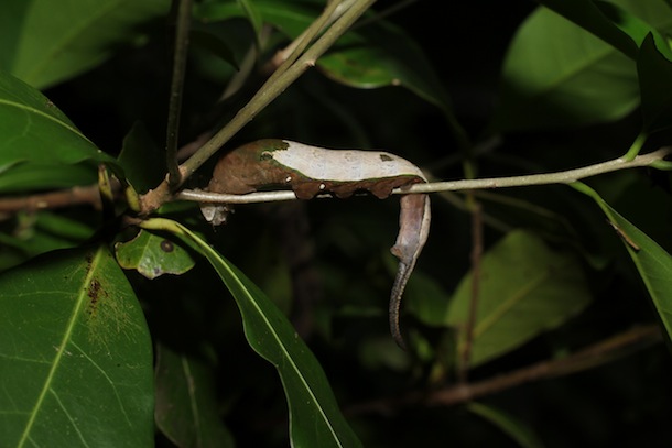 A gray and rich brown caterpillar drooping from a narrow twig of its host plant.