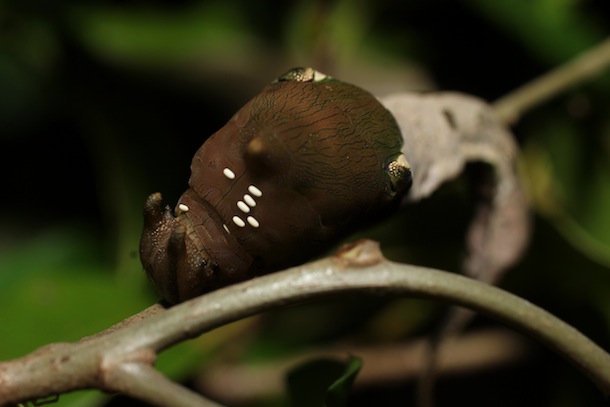 The thorax and head of a strangely shaped caterpillar, with an irregularly spaced group of tiny bright white cylindrical eggs on the dark brown  thorax.