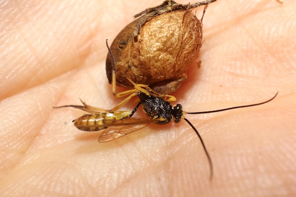 Wasp with very long narrow waist and long legs lying beside its cocoon spun out of silk.