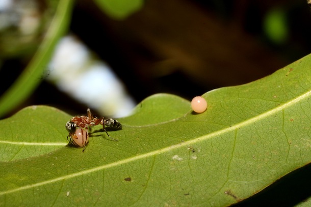 An ant on a leaf trying to fit its mandibles (mouthparts) around a very large smooth butterfly egg, with a second egg close by.