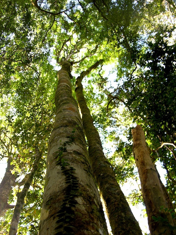 Cacao old growth