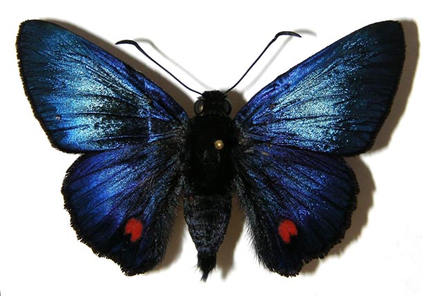 Adult of the previous caterpillar, wings spread.  Iridescent blue-black with black border to wings and a bright red circular spot on hindwings