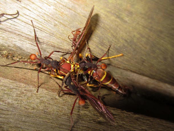 Many army ants holding down and attacking a Polistes wasp