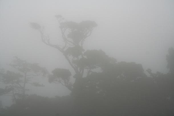 Very thick fog with the dim forms of isolated forest trees in the distance