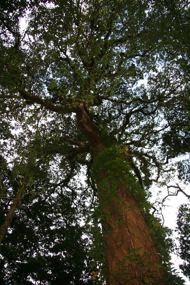 Looking from the base toward the crown of a massive tall straight forest tree