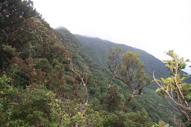 View from a mountain ridgetop showing elfin forest with tightly clustered leaves