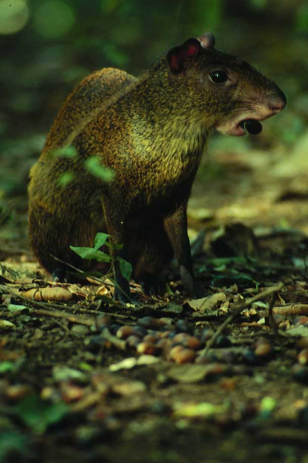 Sitting agouti with acorn carried between her incisors