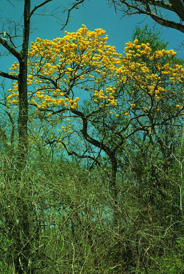 Bright yellow large blooms in tree canopy against blue sky