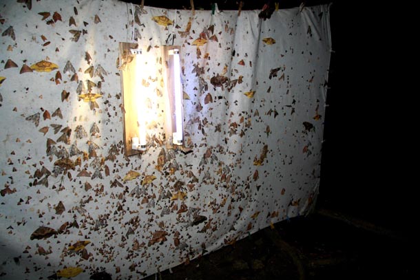 A large white sheet with two lights on it hanging outdoors at night and covered with many insects