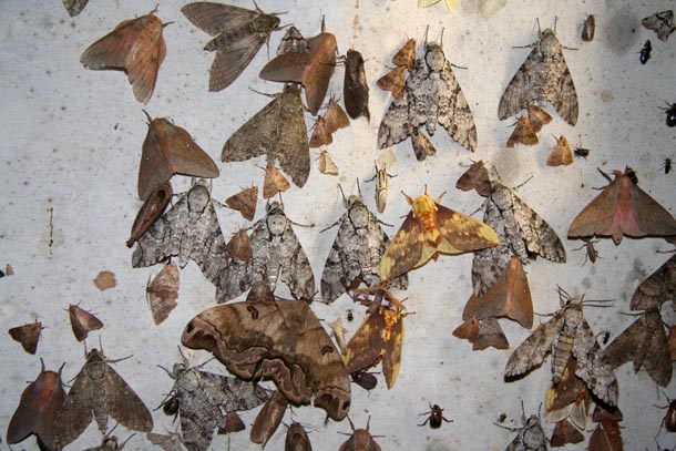 Closeup of very large and small moths sitting on a hanging sheet