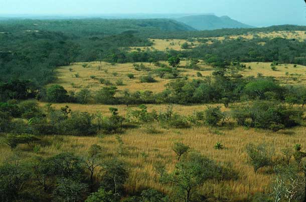 Landscape of an overgrown pasture with dried grass and low trees