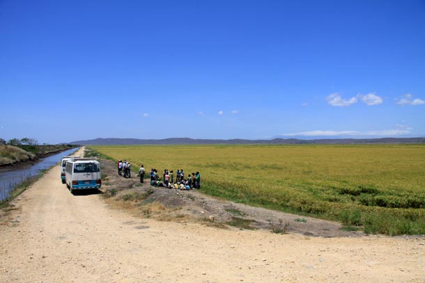 Rice field, its irrigation ditch, and a bus with a group of school children