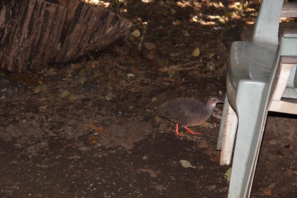 A tinamou, looking somewhat like a gray chicken with red legs, at the base of a plastic chair in a yard