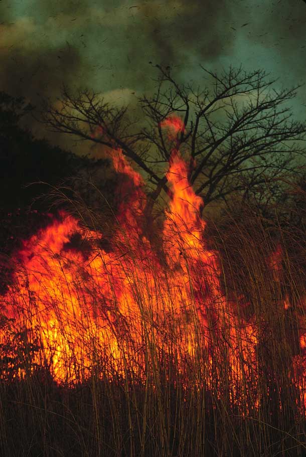 Tall bright orange flames with black smoke in tall dry grass