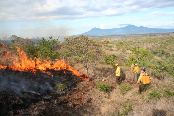 Fire crew in yellow shirts and helmets stopping a low fire with brooms and water