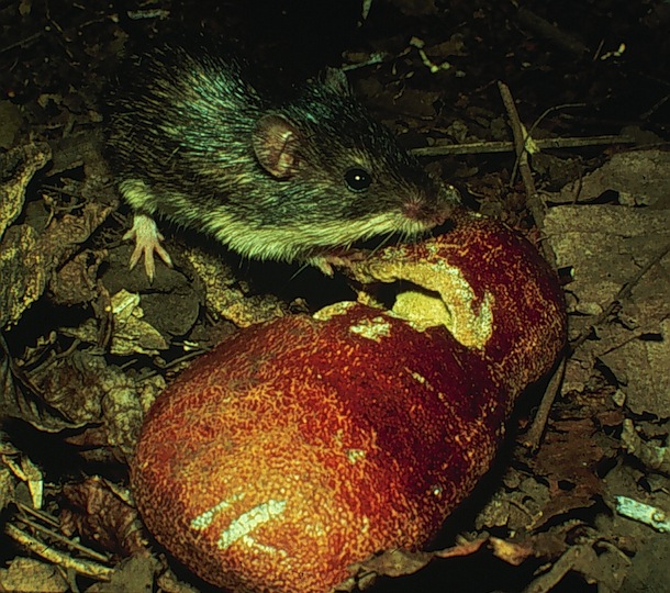 Liomys mouse at night with large hard seed pod of Hymenaea courbaril